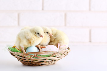 Little chicks with easter eggs on brick wall background