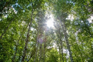Fototapeta premium summer landscape, the light of the sun passes through the branches of trees