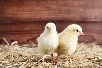Little chicks with hay on wooden background