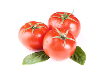 Fresh tomatoes with basil leafs isolated on white background