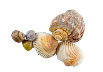 seashells on a white background