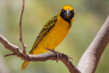 Bright yellow village weaver (Ploceus cucullatus) on a tree branch on natural blurred background, Mauritius island. Selective focus.
