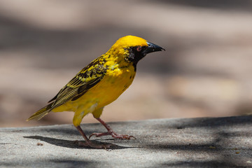 Bright yellow village weaver (Ploceus cucullatus) looks for food on a road, Mauritius island. Selective focus.