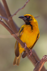 Bright yellow village weaver (Ploceus cucullatus) on a tree branch on natural blurred background, Mauritius island. Selective focus.