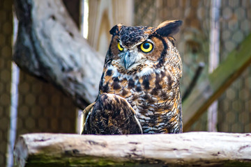 portrait of an eagle owl