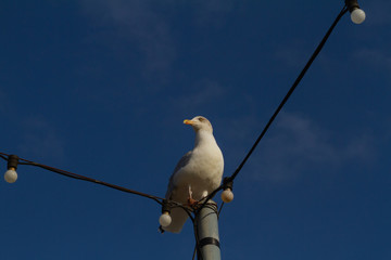 Seagull on a blue Sky