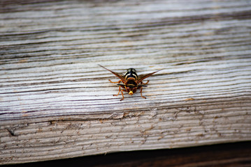 Insect
