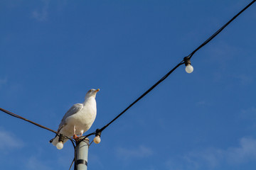 Seagull on a blue sky