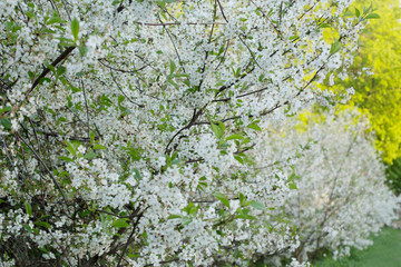 cherry blossom in spring