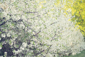 cherry blossom in spring