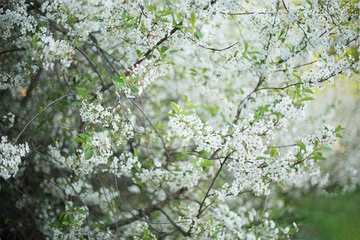 cherry blossom in spring