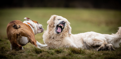 Fototapeta premium The Golden Retriever