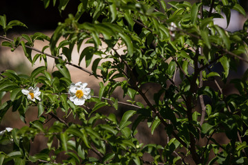 Fried Egg Tree or  Oncoba spinosa Forssk.