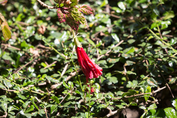 Close up of red Hibiscus rosa-sinensis