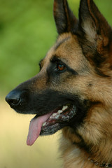 german shepherd dog