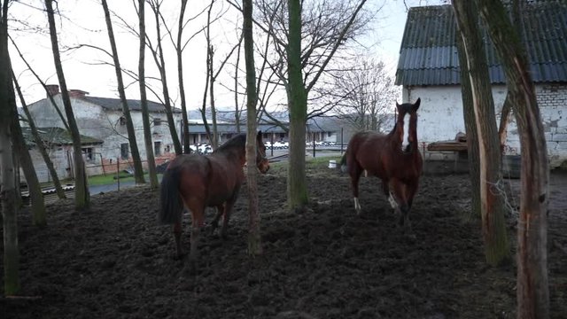 Two brown stallions who tease each other in the corral during the winter day