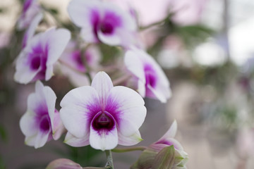 Purple and white petal orchid in nature background with copyspace.