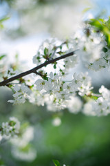 Flowering spring trees with a blurred background