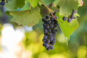 Dark blue ripening grape cluster lit by bright sun on blurred colorful bokeh copy space background.