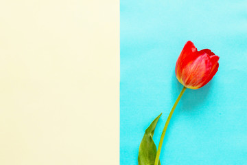 Spring flowers tulips on a blue and yellow background. Minimal easter concept. Flat lay, top view background.