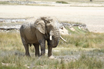 Obraz premium Elephant Africa