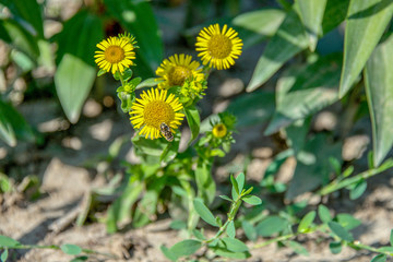 Цветы жёлтые