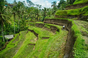Fototapeta na wymiar Plantação de arroz ASIA
