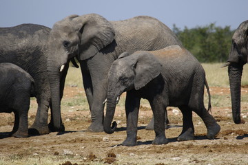 Fototapeta na wymiar Elephant Africa
