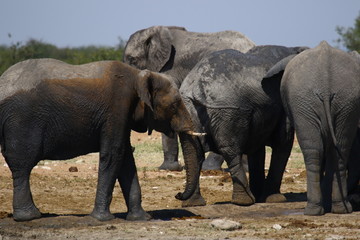 Fototapeta na wymiar Elephant Africa