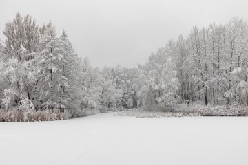 Wiinter beautiful landscape with trees covered with hoarfrost and snow.