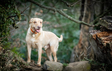 The Labrador