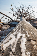 Tronco d'albero sulla spiaggia d'inverno