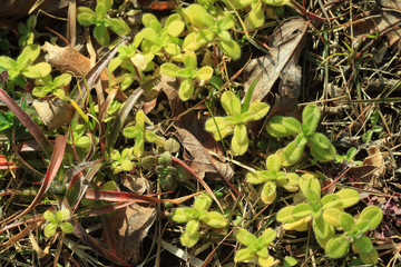 Obraz premium オランダミミナグサのロゼット