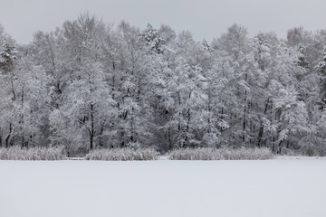 Wiinter beautiful landscape with trees covered with hoarfrost and snow.