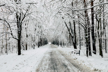 Wiinter beautiful landscape with trees covered with hoarfrost and snow.