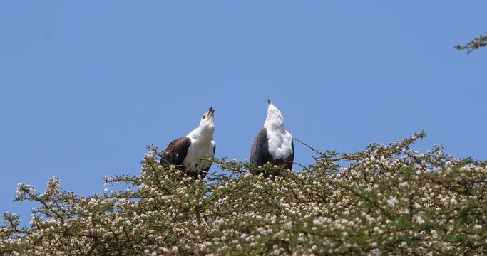 African Fish-Eagle, haliaeetus vocifer, Pair singing at the top of the Tree, Naivasha Lake in Kenya, Real Time 4K