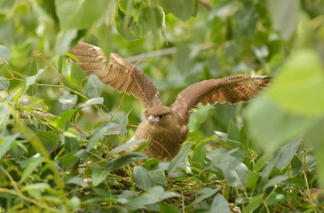 Chimango practicing its first flights. 