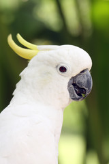 The yellow-crested cockatoo (Cacatua sulphurea) also known as the lesser sulphur-crested cockatoo,...