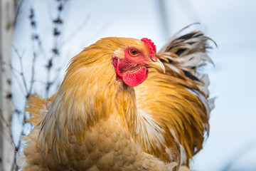 Portrait eines gelben Brahma Hahn