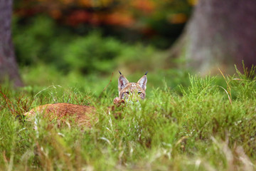 The Eurasian lynx (Lynx lynx) a young lynx hides in the grass and peeks over her, autumn forest background. Young lynx playing in high grass.
