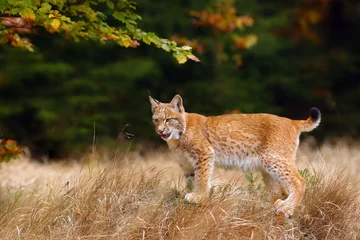 Foto op Plexiglas The Eurasian lynx (Lynx lynx) a young lynx in yellow grass, autumn forest background. © Karlos Lomsky