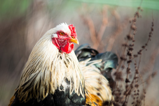Portrait eines Brahma Hahn