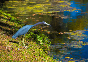HDR Blue Heron near a pond 1
