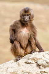  Young male Gelada Baboon sitting - Simien Mountains National Park - Ethiopia