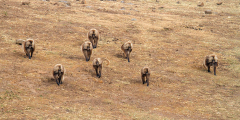 Bachelor group of Gelada Baboons - Simien Mountains National Park - Ethiopia