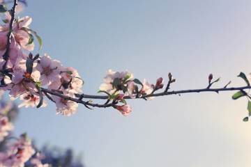 background of spring cherry blossoms tree. selective focus.