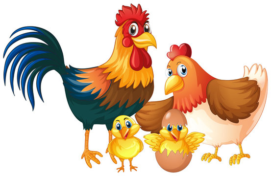 Isolated chicken family on white background
