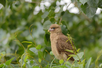 Chimango. Milvago Chimango. Breeding Chimango waiting for his parents.
