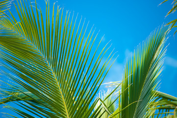 Palm Trees Macro