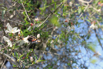 background of spring cherry blossoms tree and beautiful butterfly collects nectar from the flower. selective focus